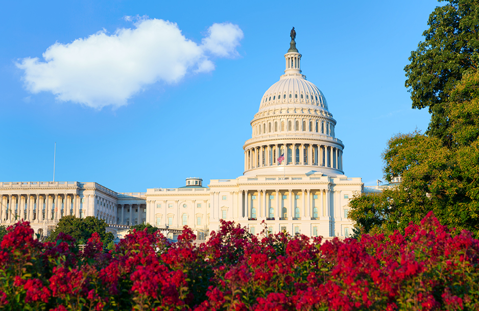 United States Capitol building with red flowers in the foreground