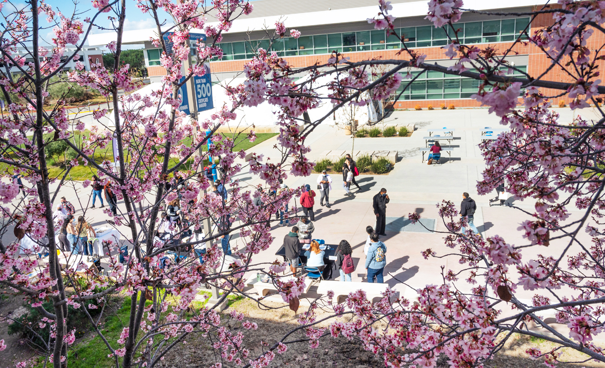 El Camino College to Celebrate Spring with Annual Cherry Blossom Festival