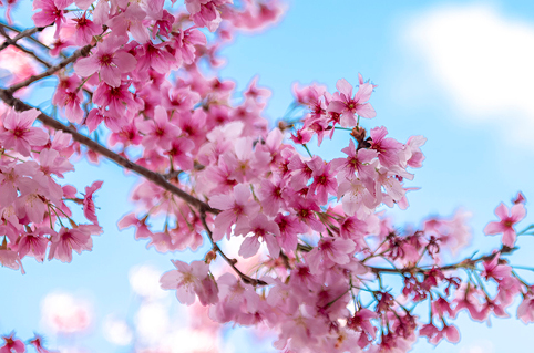 Pink cherry blossoms blooming on a branch